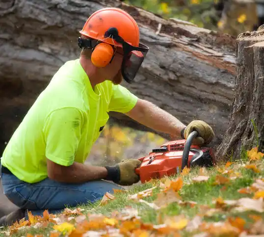 tree services Pewee Valley